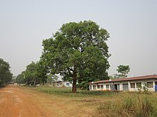 Lëng gi (Vitex doniana).jpg