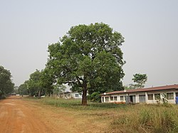 Mfuu maplamu-meusi (Vitex doniana)