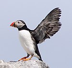 Photographie en couleurs représentant un oiseau marin à plumage noir et blanc, les ailes déployées et les pattes posées sur un affleurement rocheux.