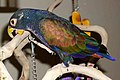 Pionus chalcopterus (cat.)