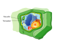 Vacuole labels