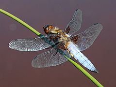 Libellula depressa