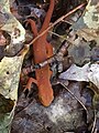 A red-spotted newt among the autumn leaves not far from Bolton, Vermont