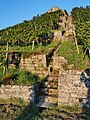 Trockenmauern und Reben unter der Yburg im Remstal