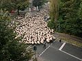 Flock of sheep moving through Cologne streets on a holiday morning