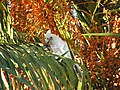 Cacatua pastinator