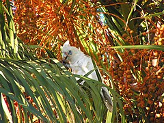 Western Corella.jpg