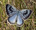 Phengaris arion, espécie de borboleta cuja larva mimetiza e é parasita social de formigas