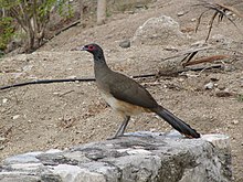 Ortalis poliocephala -Huatulco, Mexico-8.jpg