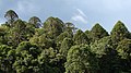 Native forest, Bunya Mountains National Park, Queensland