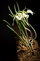 Brassavola nodosa var. nodosa