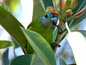 Maskenzwergpapagei (Cyclopsitta diophthalma macleayana)