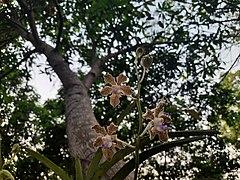 Flowers of Vanda tessellata.jpg