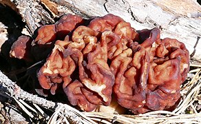 Gyromitra esculenta in Tikkakoski.jpg