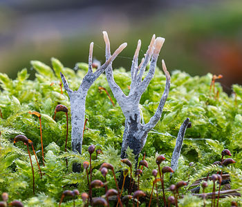 Xylaria hypoxylon (Candlestick Fungus)