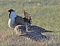 Females and male at a lek