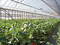 Greenhouse for growing strawberrys