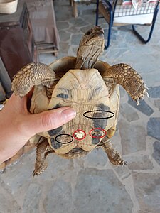 Plastron of wild male Hermann's tortoise with ongoing shell rot (circled in red) and scars from previous shell rot (circled in black)