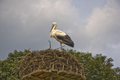 Een ooievaar in het vogelpark