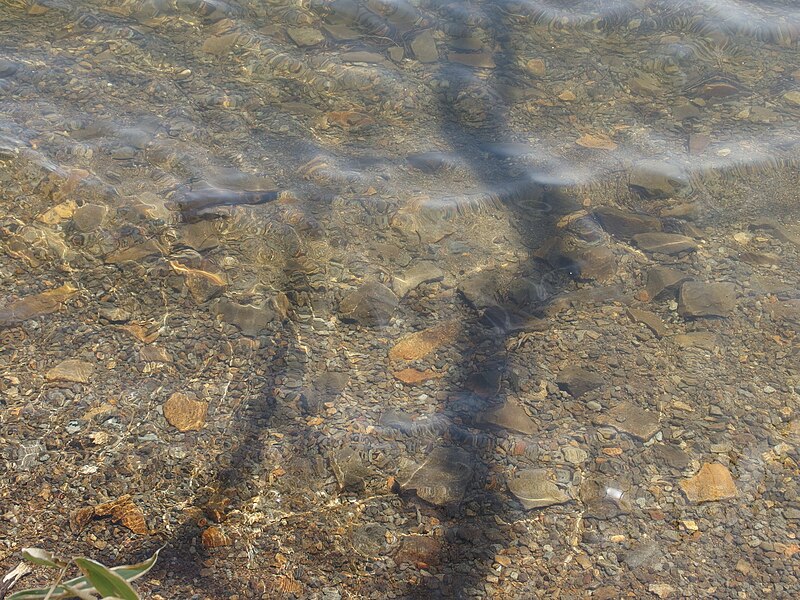 File:Lakeside path near Lake Onuma @ Mount Akagi area (14181959716).jpg