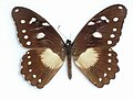 Papilio echerioides (White-banded Swallowtail)