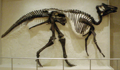 Skelet van Hadrosaurus