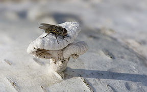 ♂ Pollenia sp. (Cluster Fly) on a Schizophyllum commune