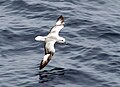 Fulmar antartico