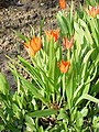 Tulipa praestans