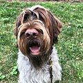 Close up head shot photo of a Wirehaired Pointing Griffon