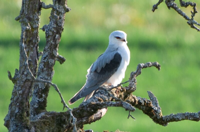 File:2019-04-21 17-21-52 Schweiz Dörflingen Hinterdorf 441.0.jpg