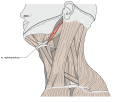 28. Nyelvcsont feletti izom (musculus stylohyoideus) (javítás)/(csere)