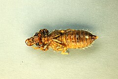 Exuvia