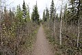 One of Weaselhead's many trails featuring tall shrubs ideal for hummingbirds