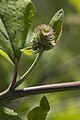 Arctium nemorosum Velennes (Somme), France