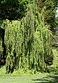 Fagus sylvatica pendula