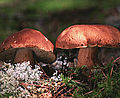 Boletus pinicola var. fuscoruber