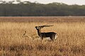 L'antilope cervicapra (Blackbuck in inglese), il simbolo del parco