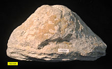 Densastroma pexisum.jpg