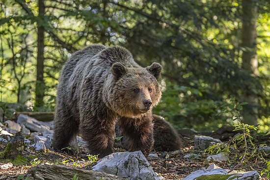 Eurasian brown bear