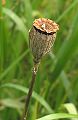 Capsule de coquelicot (Papaver rhoeas).