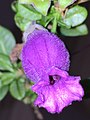 Flash photo of flower, showing undehisced anthers.