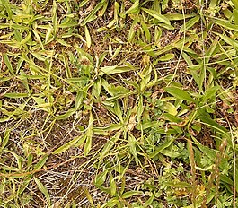 Adult but small remaining plants (~4 cm in diam.) growing in very poor soil