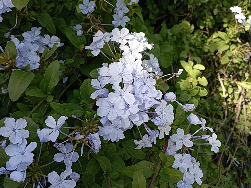 File:Plumbago auriculata (Plumbaginaceae).jpg