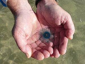 Porpita pacifica found near the beach of Wavebreak Island, Gold Coast, Queensland.