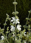 Salvia argentea