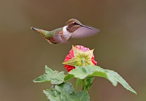 Scintillant hummingbird