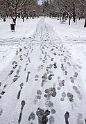 Snow in Mashhad, December 2012