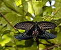 Papilio protenor (Spangle)