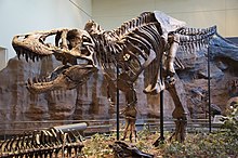 Tyrannosaurus skeleton in museum display